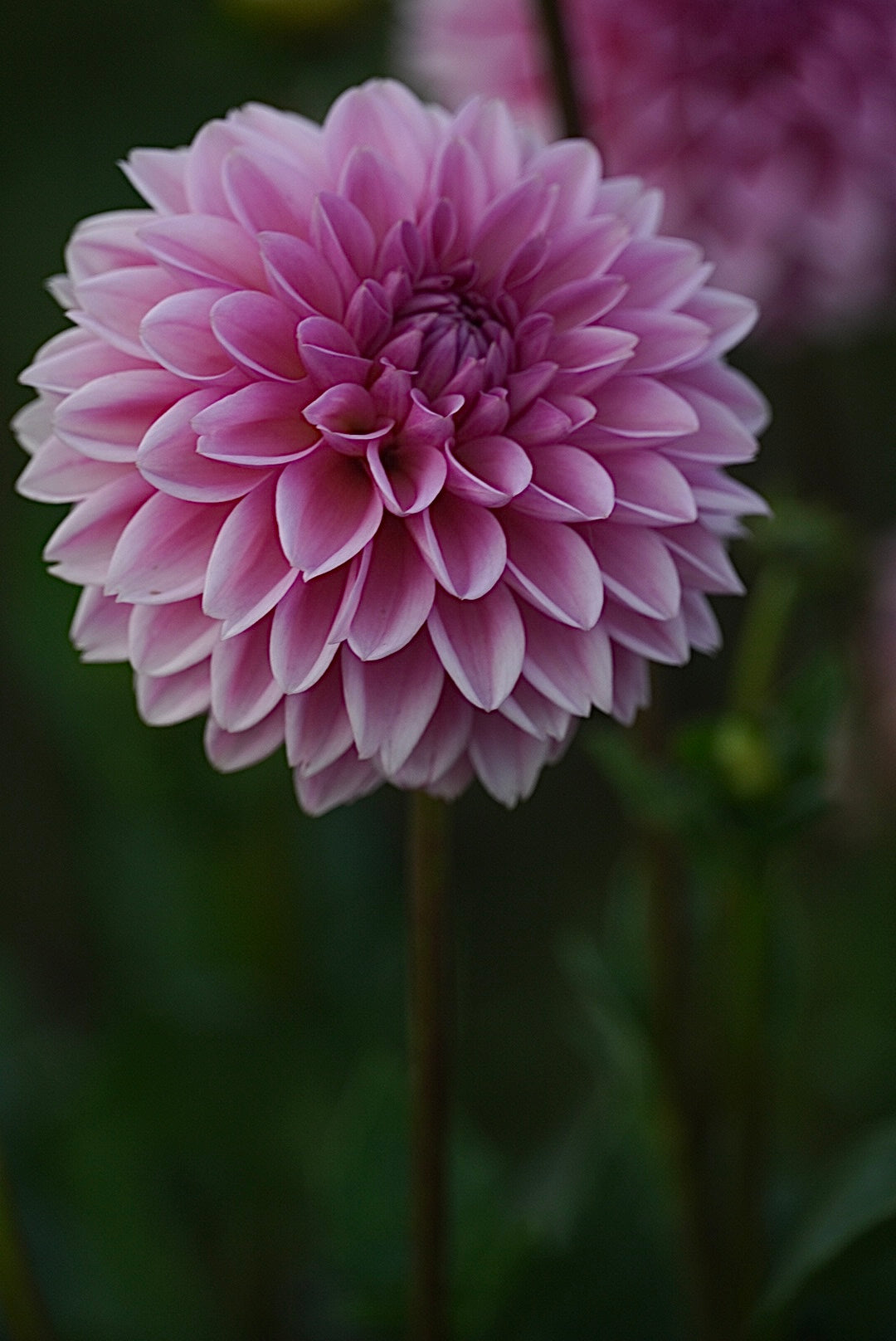 Pink Sylvia
