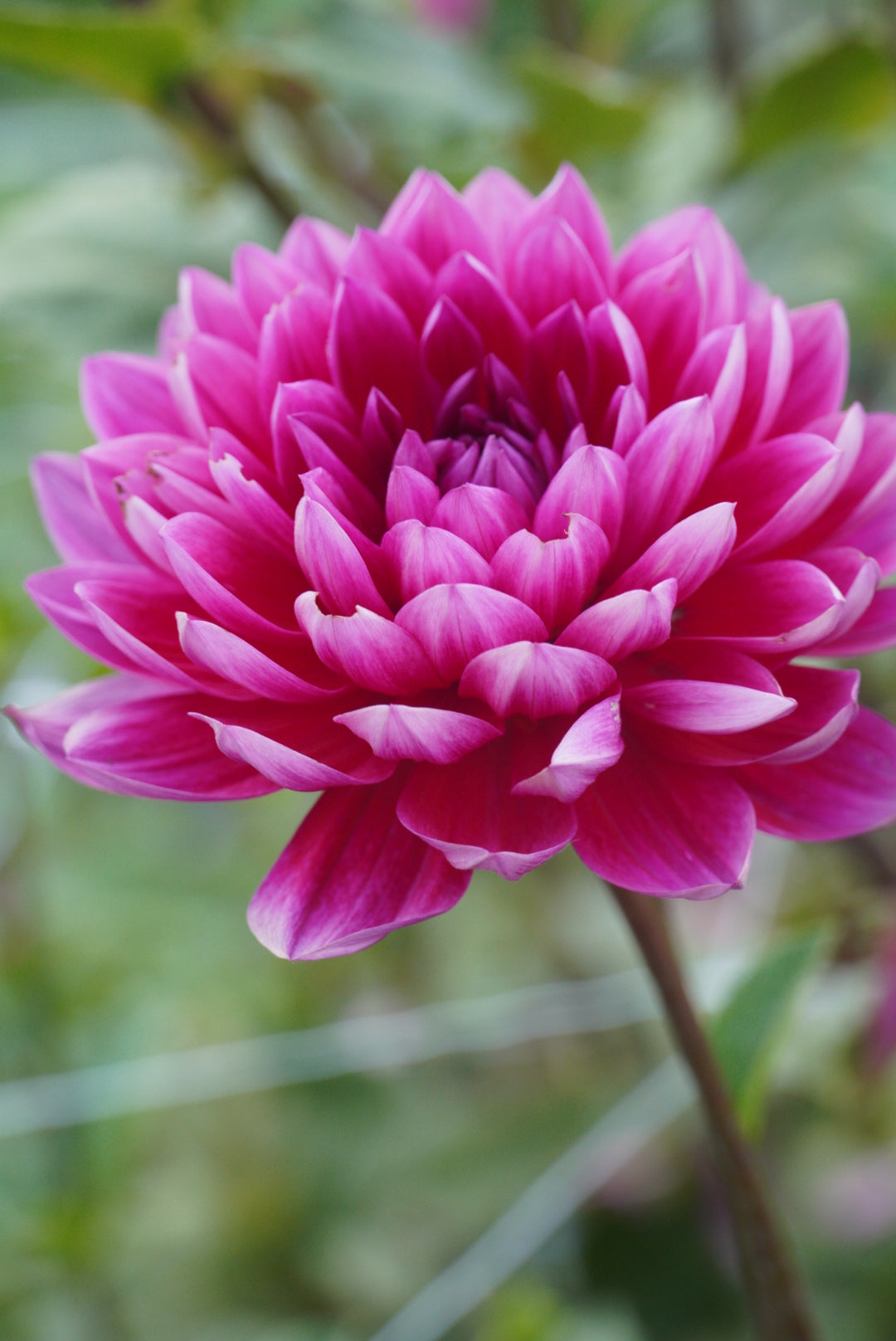 Hollyhill Pandora - not great looking tuber hence the price reduction