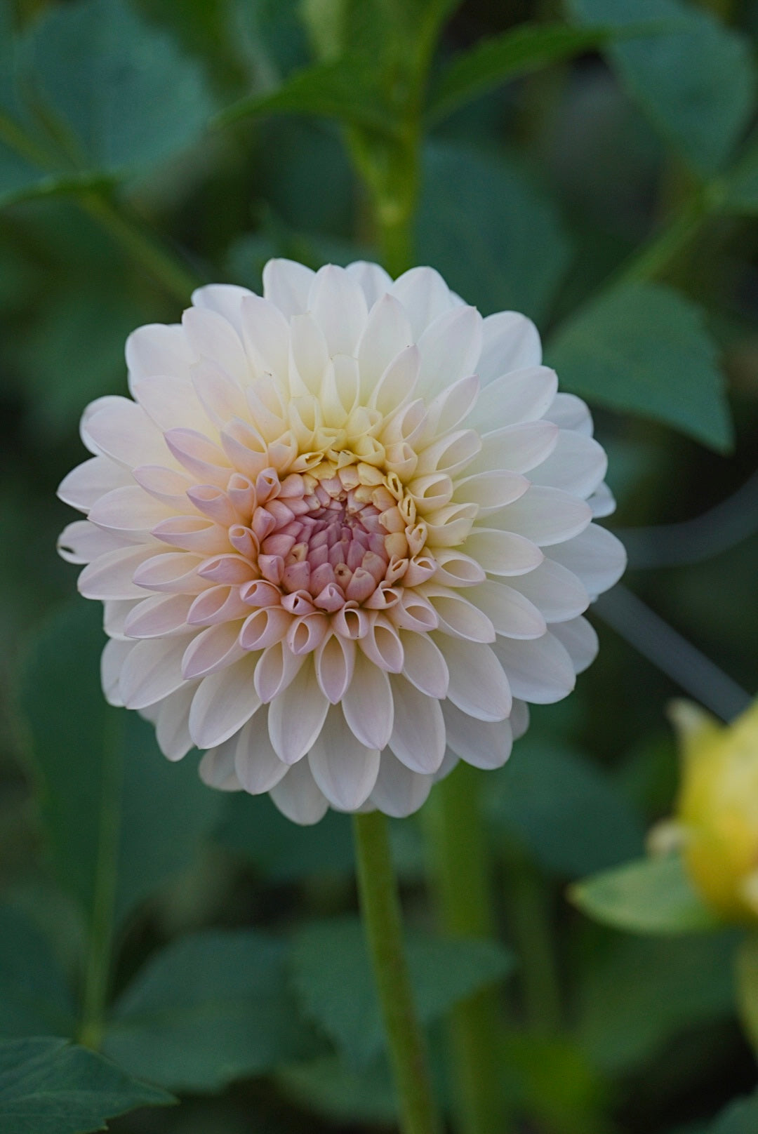 Tahoma Stellar Feller