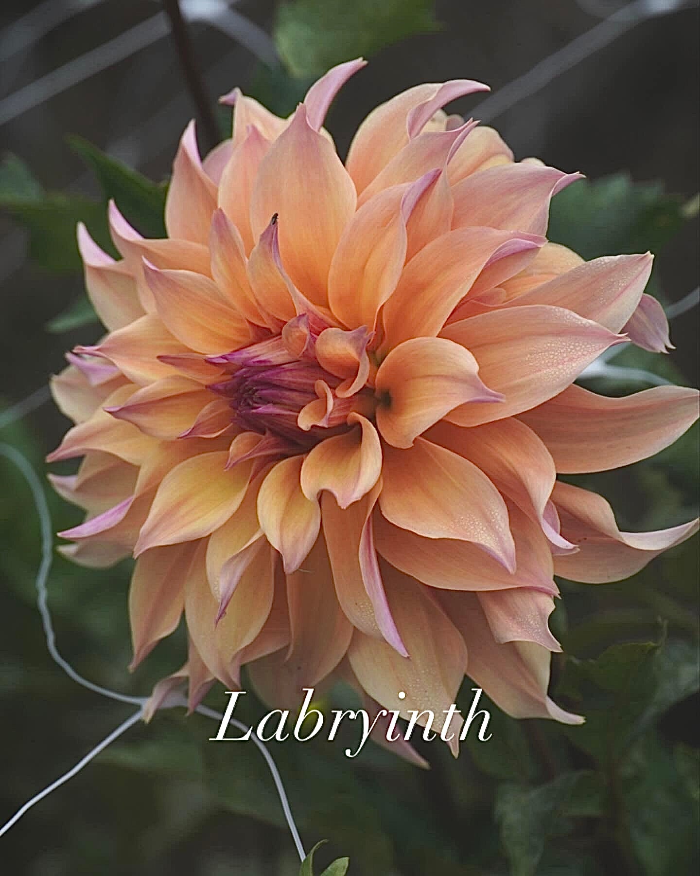 Labryinth