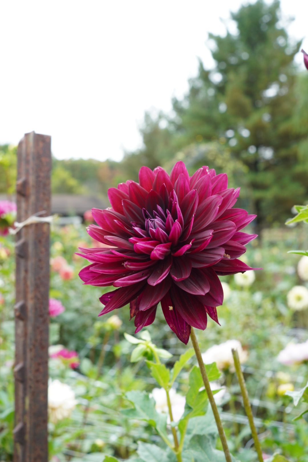 Hollyhill Black Widow