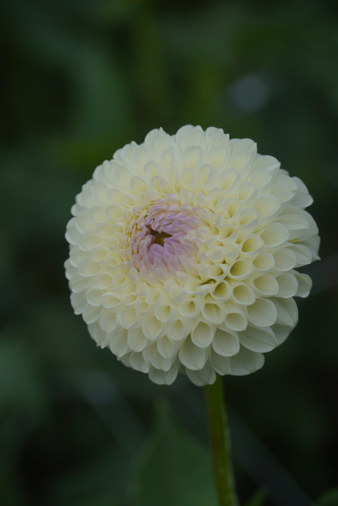 Holly hill Miss White