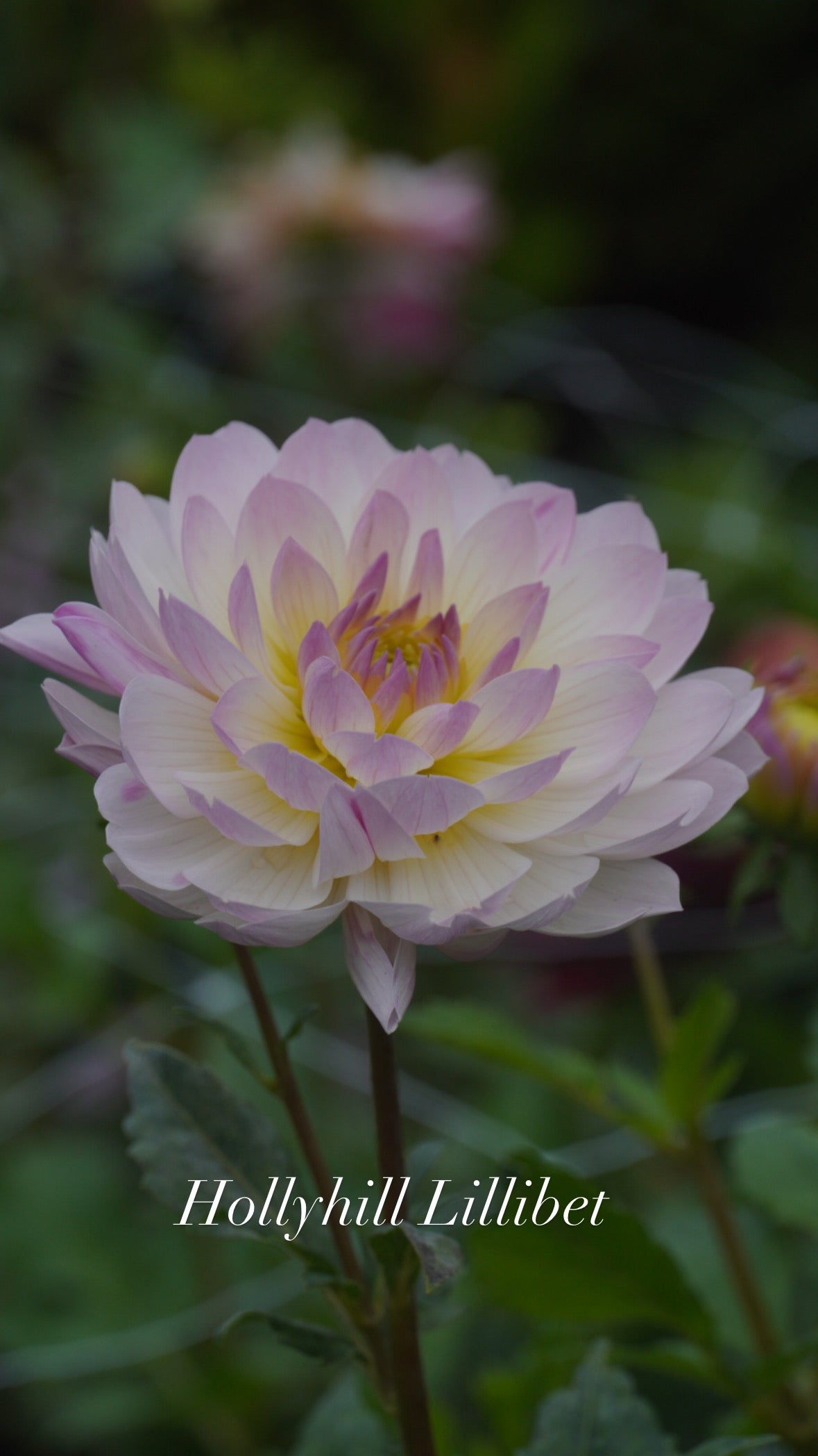 Hollyhill Lilibet