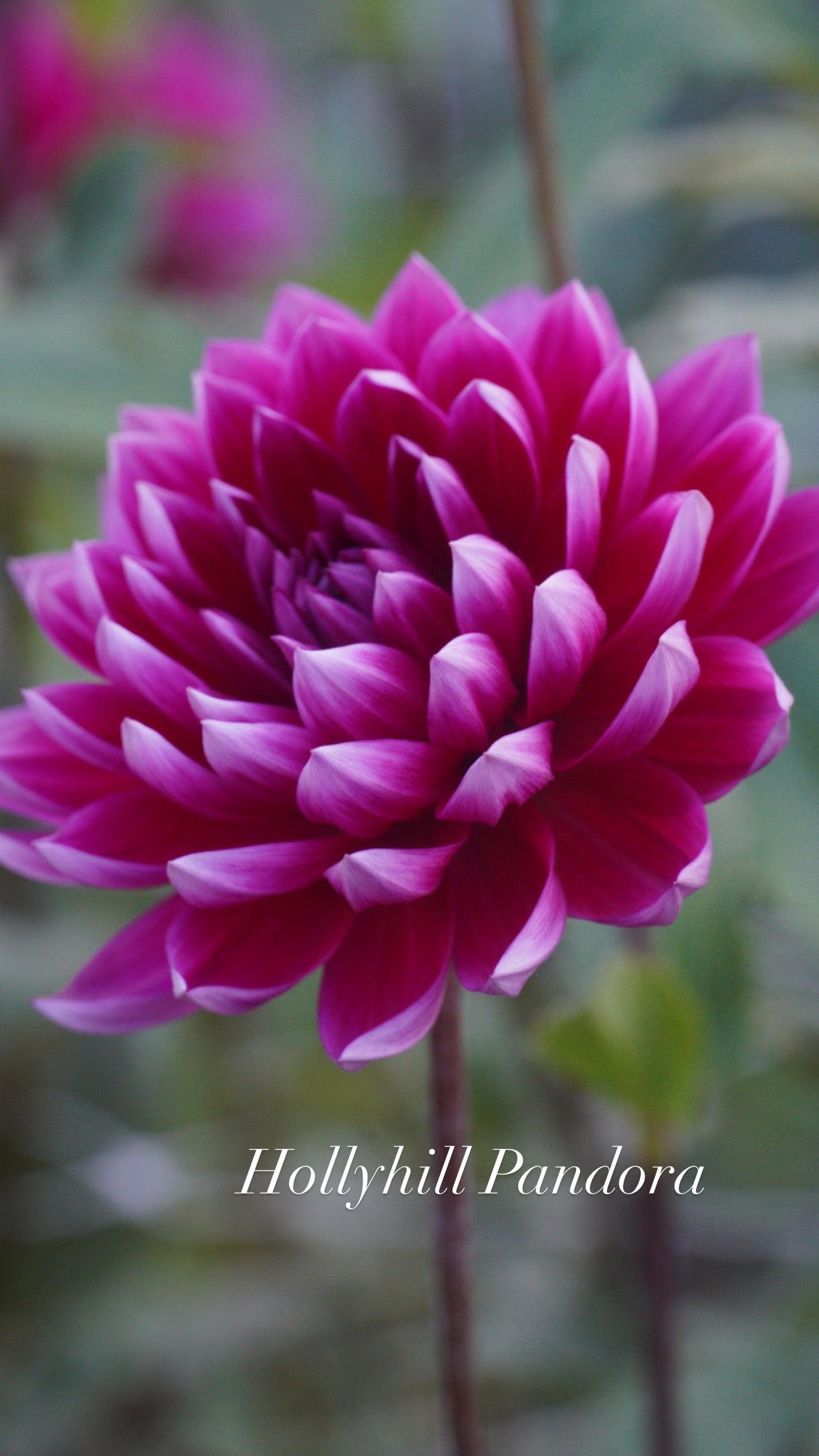 Hollyhill Pandora - not great looking tuber hence the price reduction