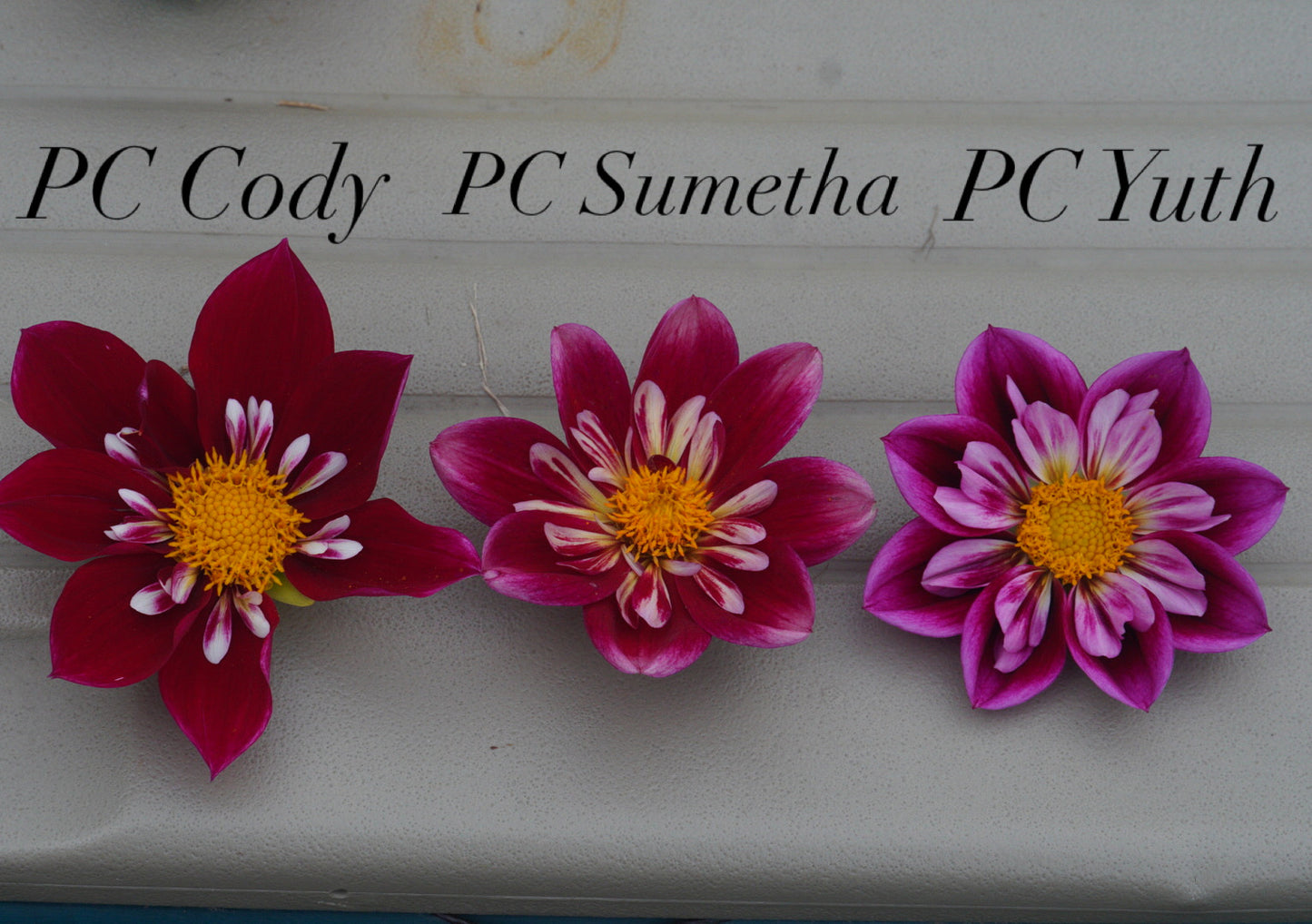 PC’s Cody- 2024 Intro