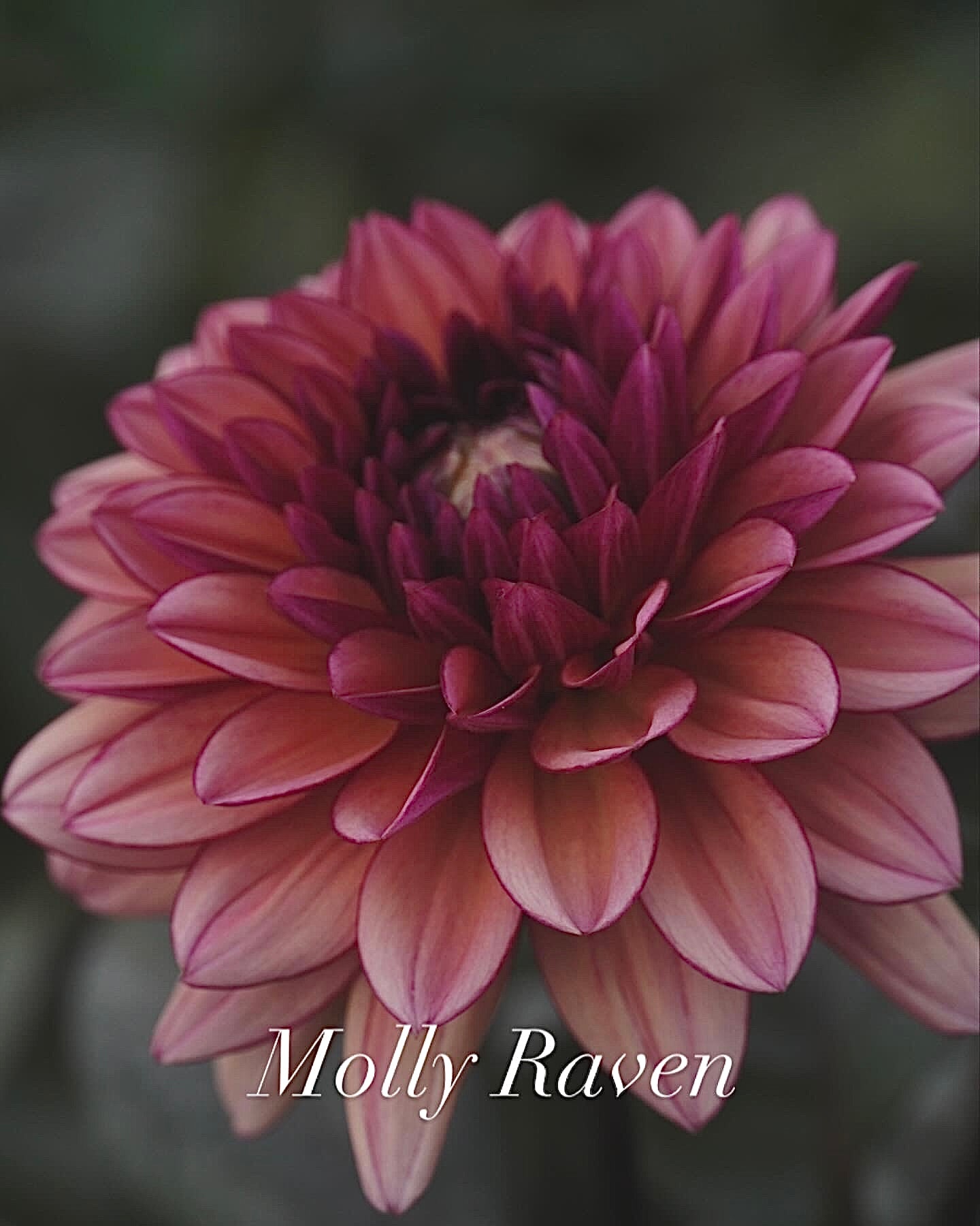 Molly Raven