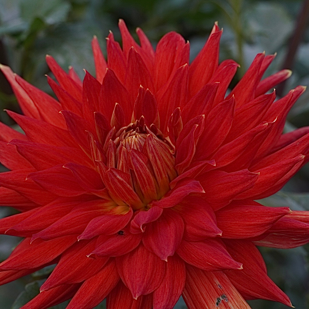 Wyn’s Cinnabar
