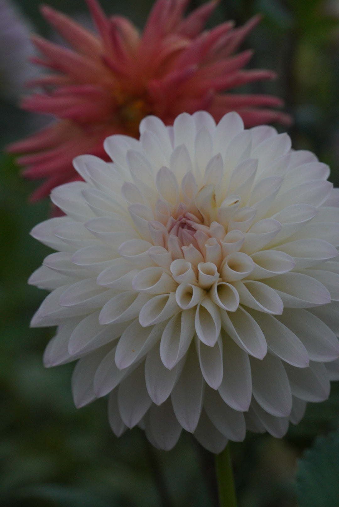 Tahoma Stellar Feller