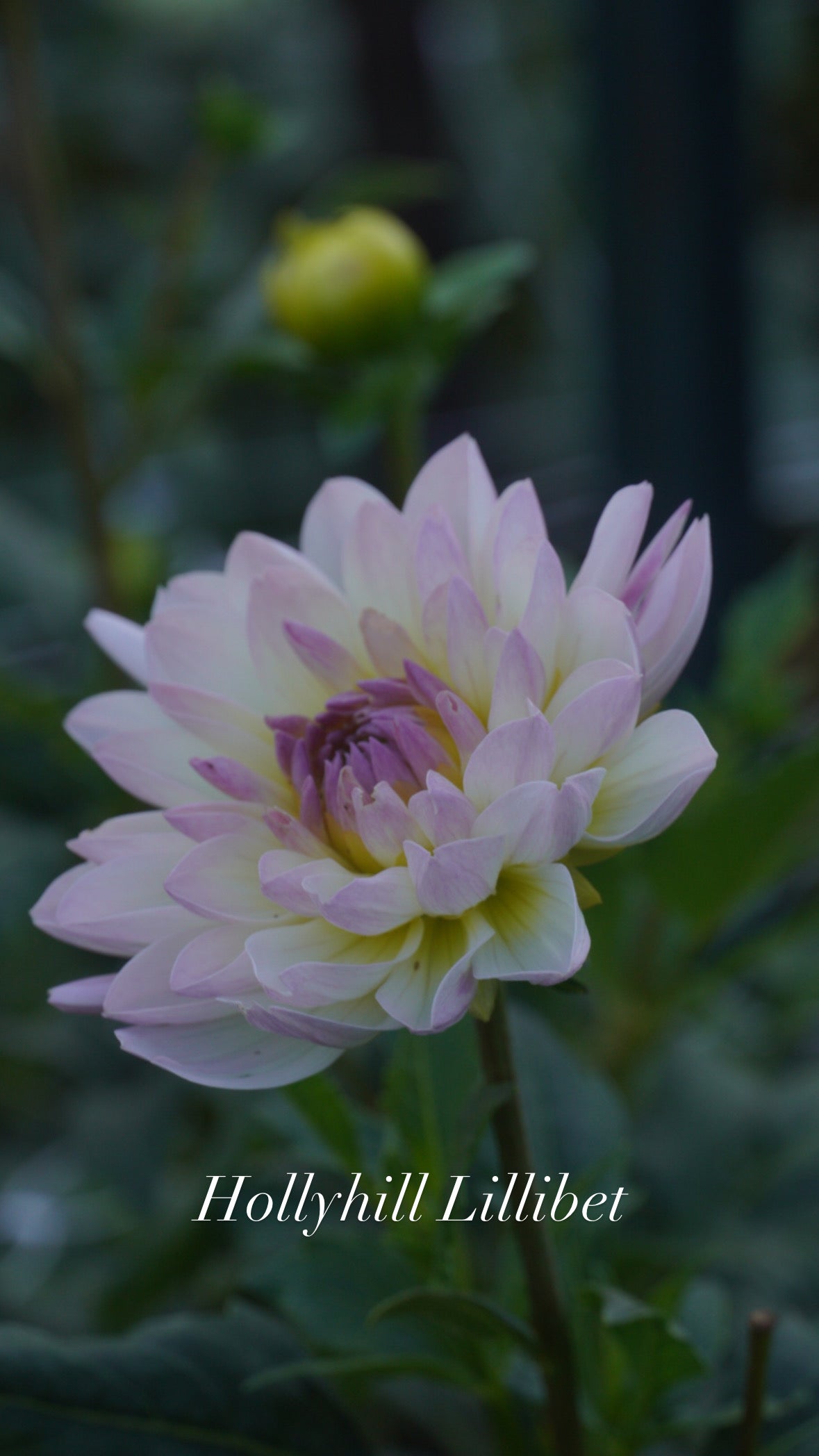 Hollyhill Lilibet