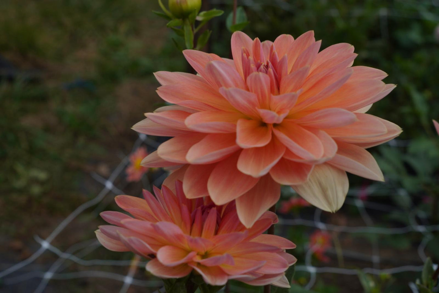 Apricot Desire