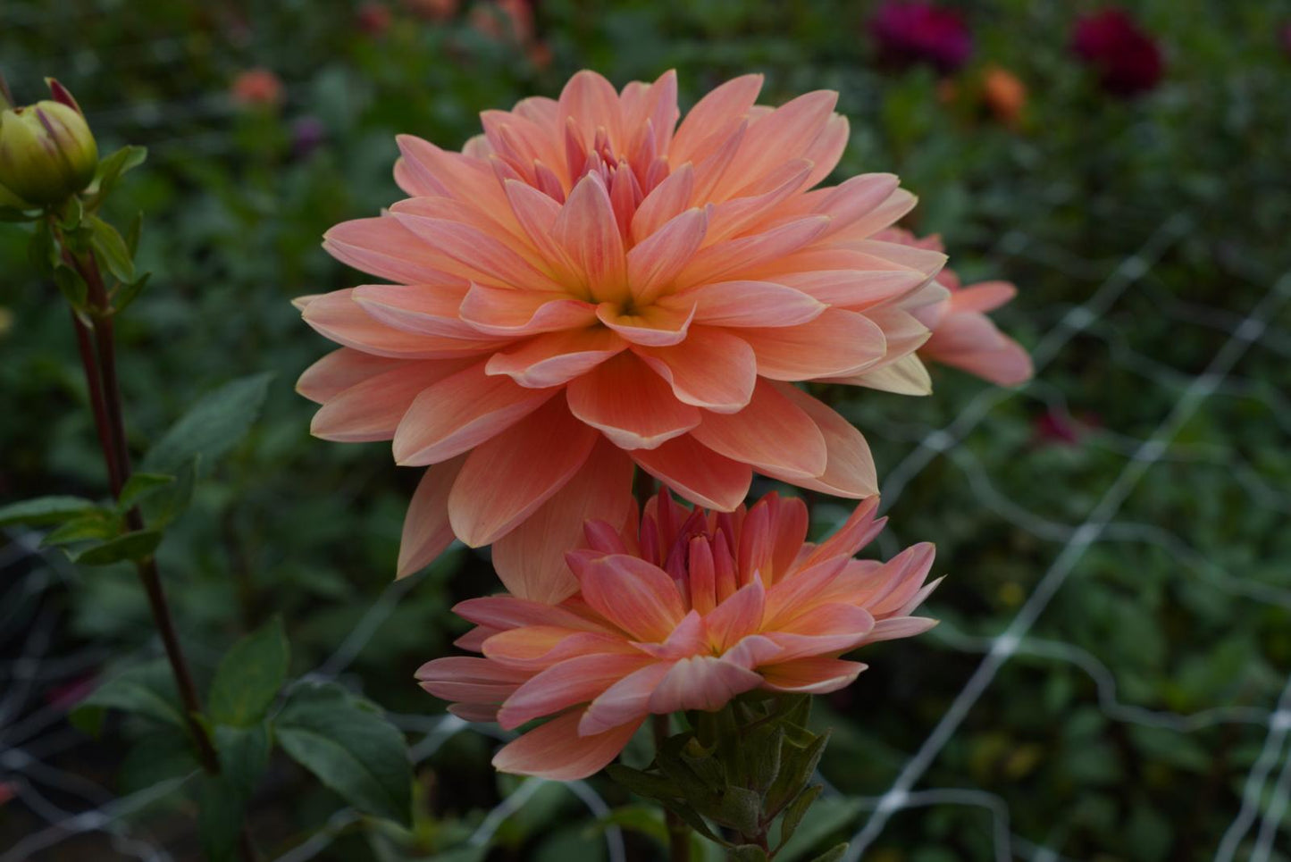 Apricot Desire