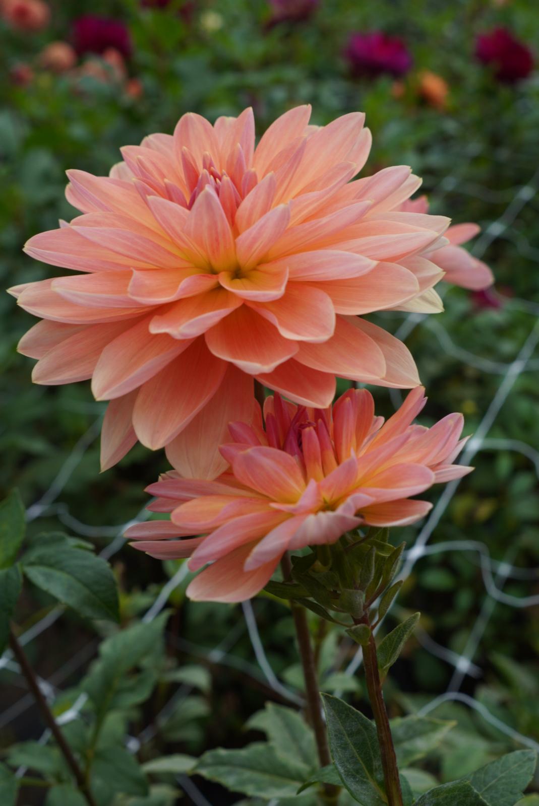 Apricot Desire