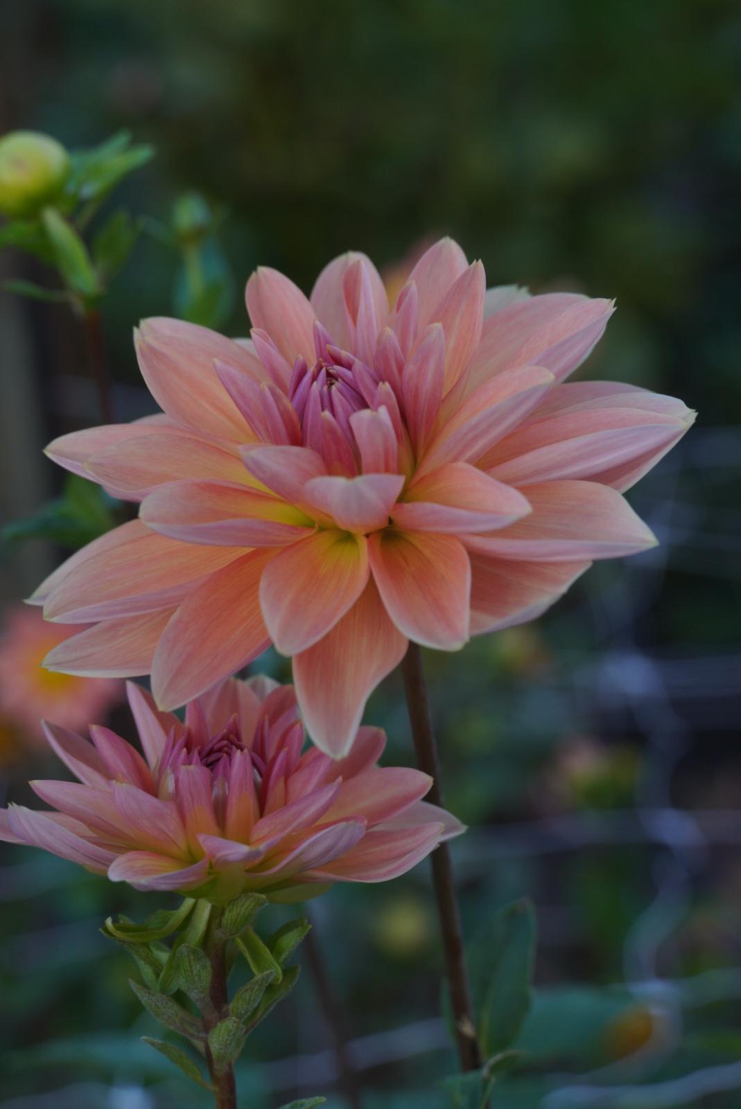 Apricot Desire