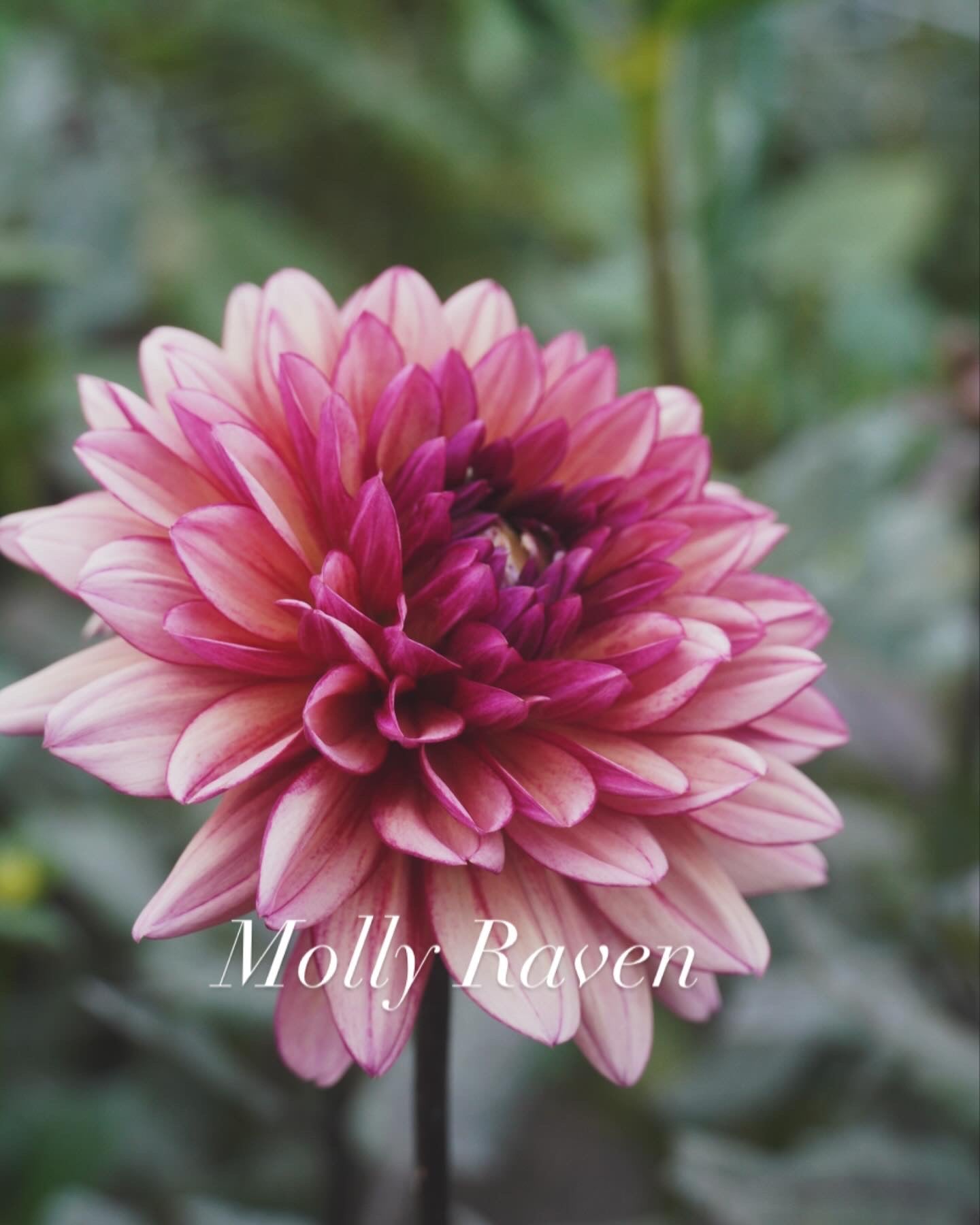 Molly Raven