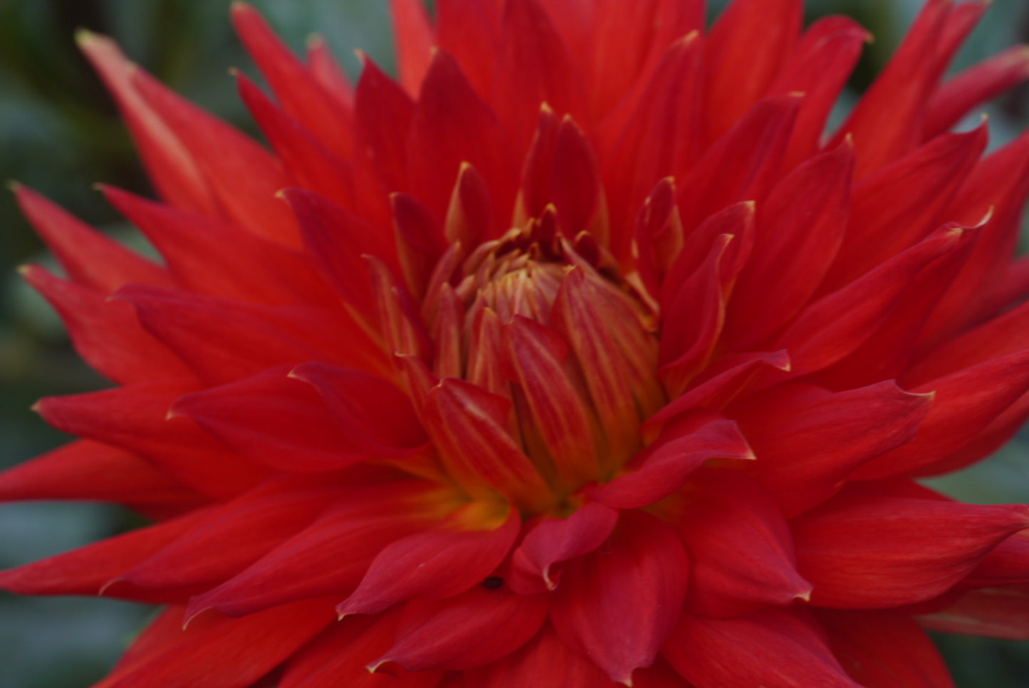 Wyn’s Cinnabar