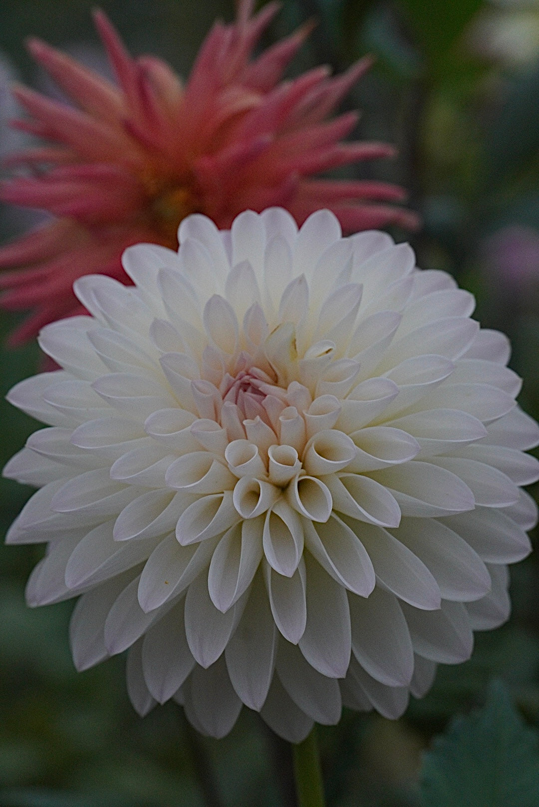 Tahoma Stellar Feller