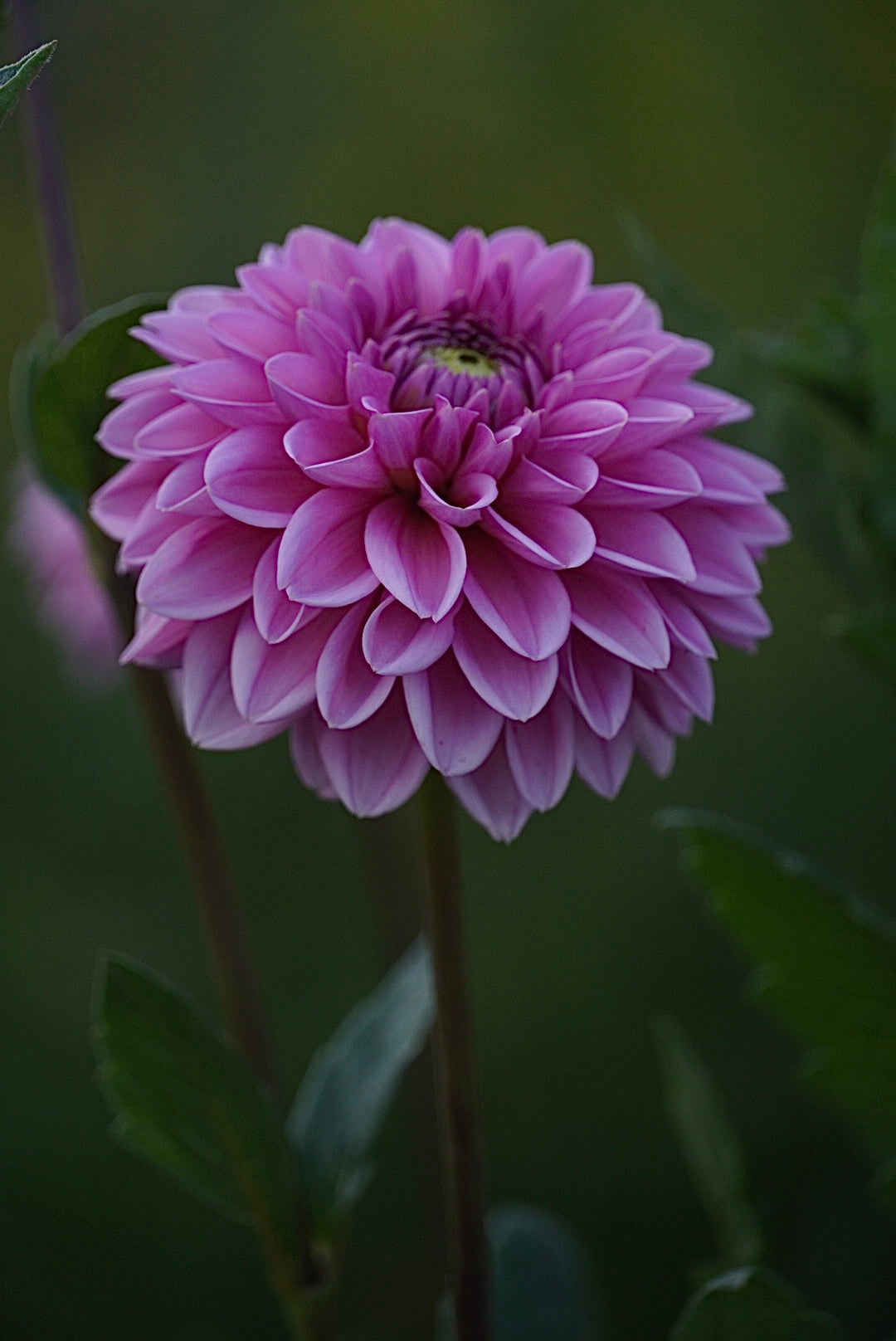 Pink Sylvia