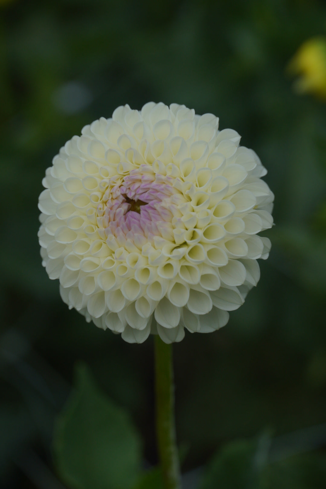 Holly hill Miss White