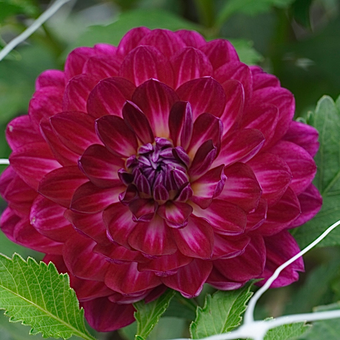 Sandia Bertha