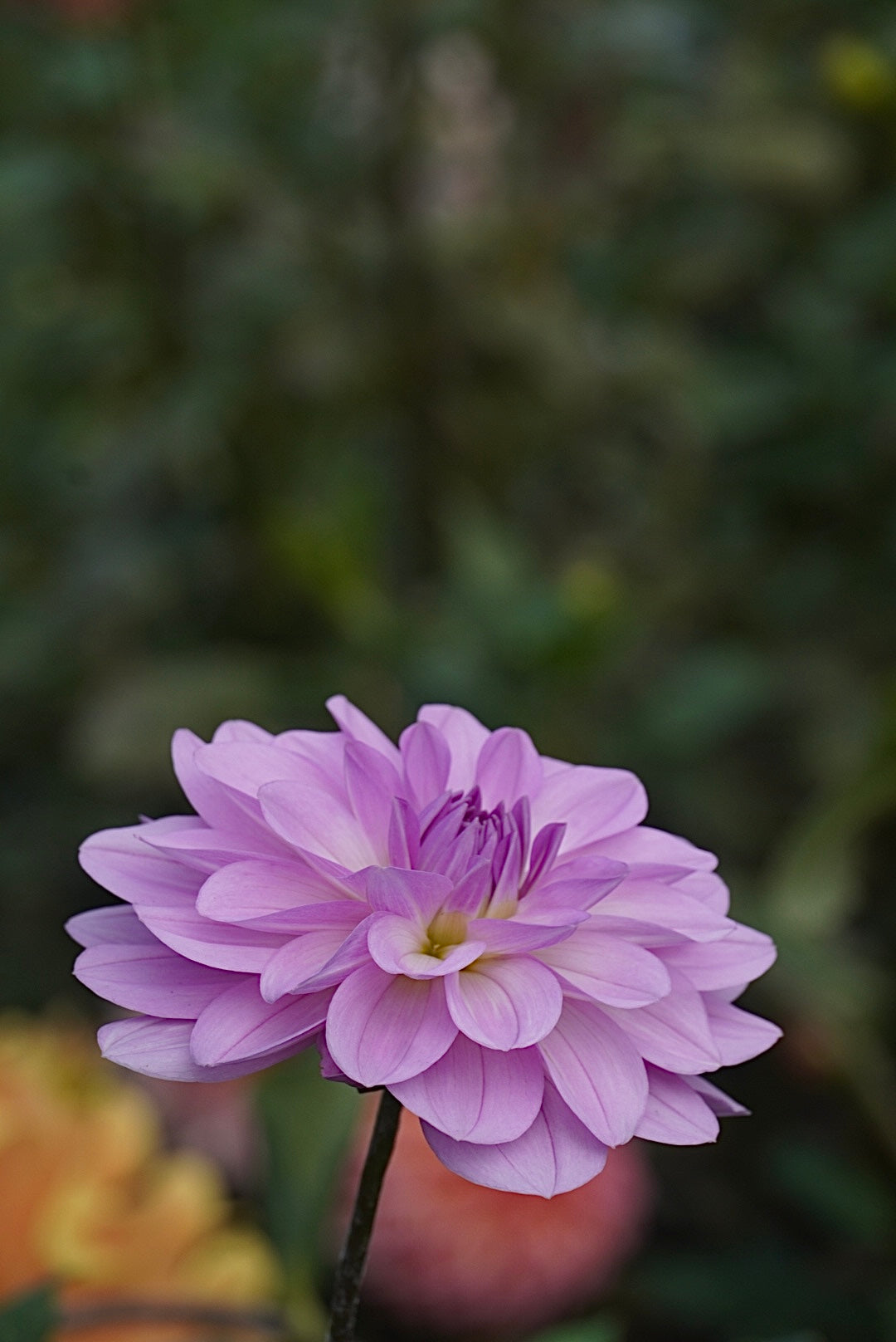 Sandia Shomei