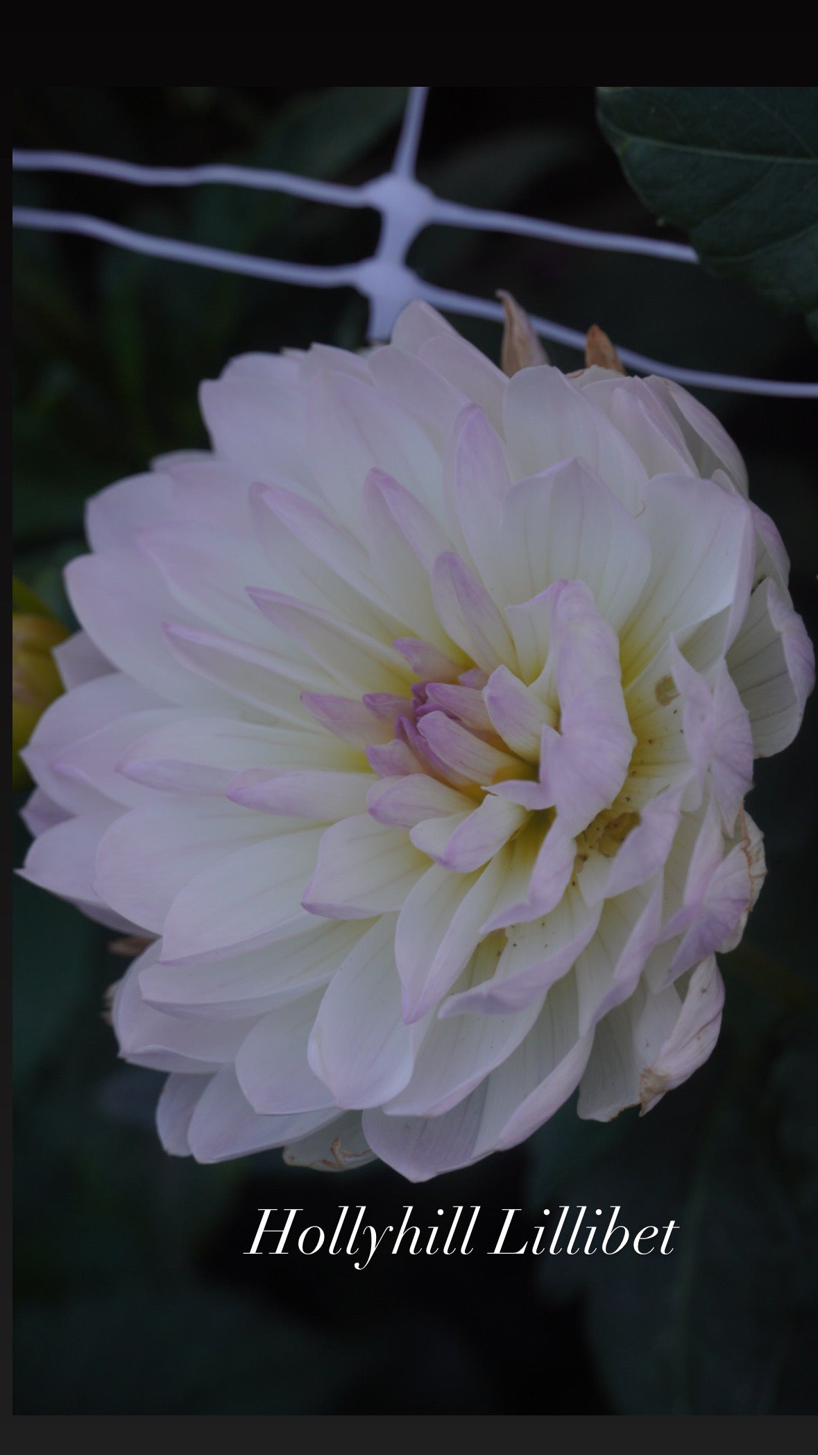 Hollyhill Lilibet