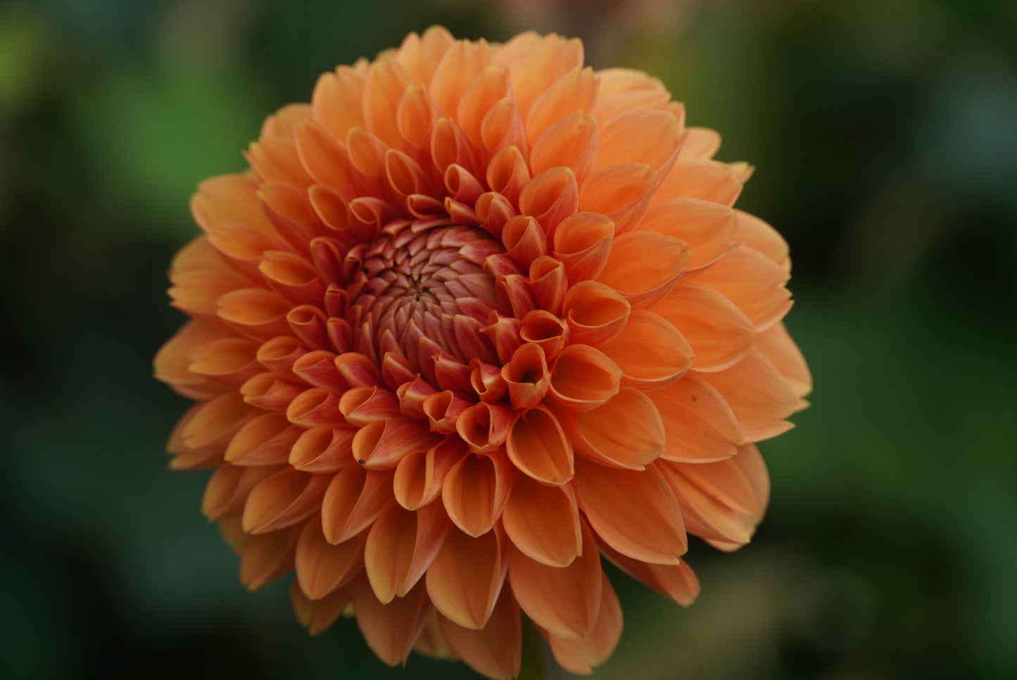 Sylvia / Maarn