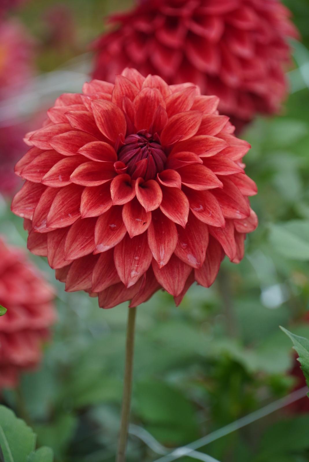 lykestead.myshopify.com