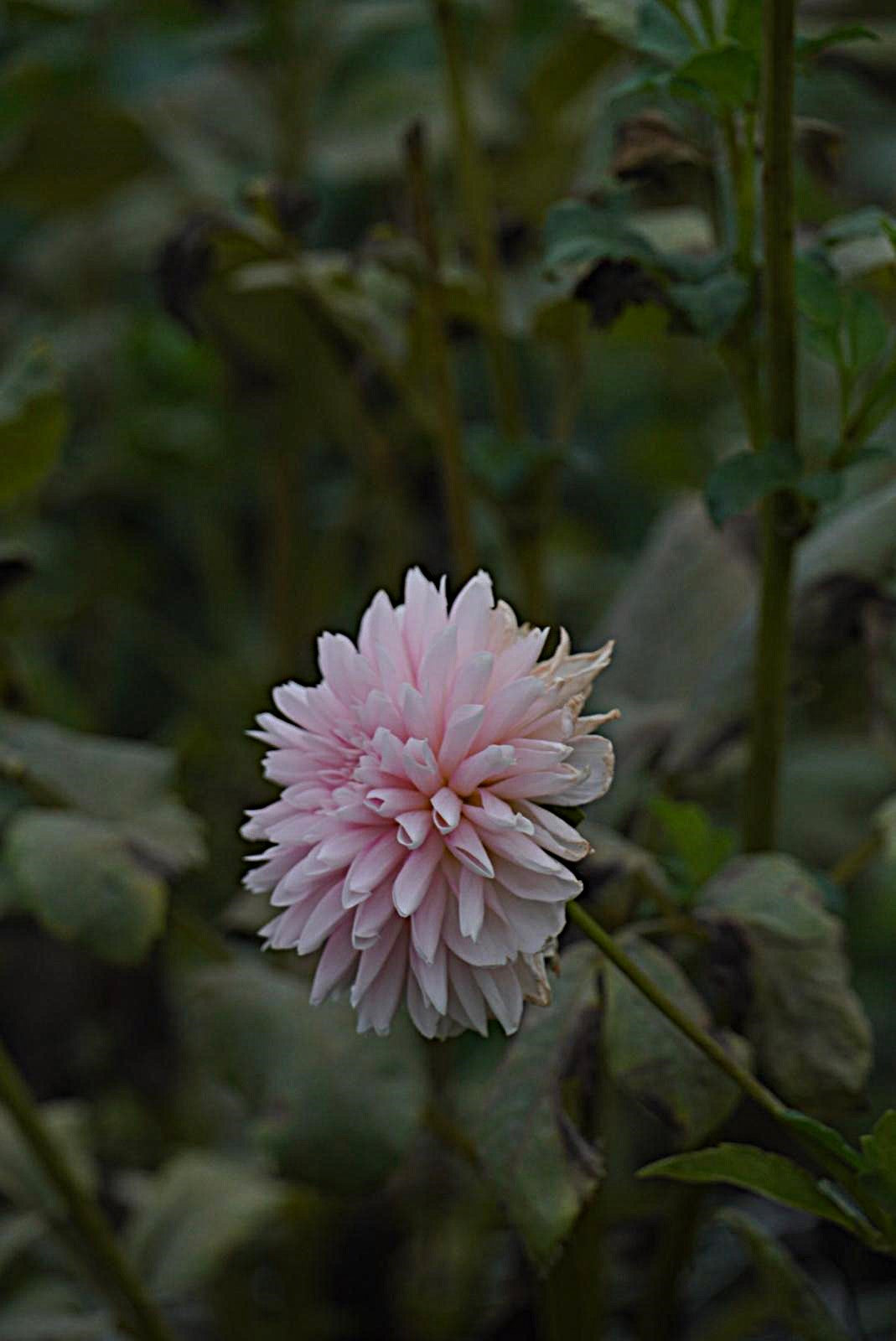 Budapest Blush