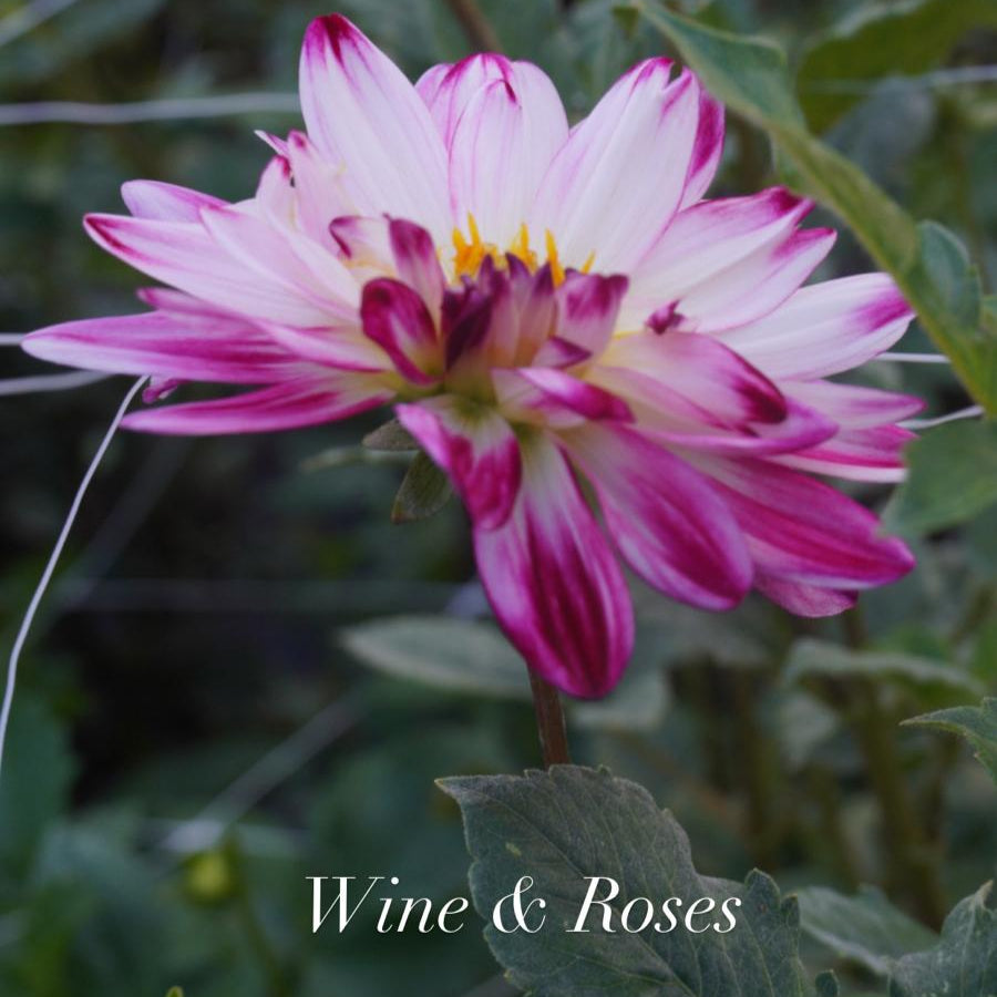 Wine and Roses