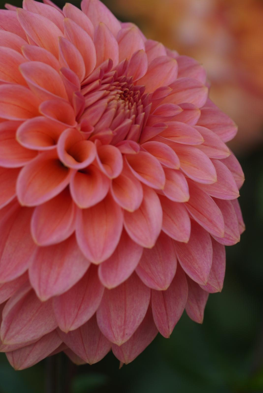 Dahlia Tubers by Color