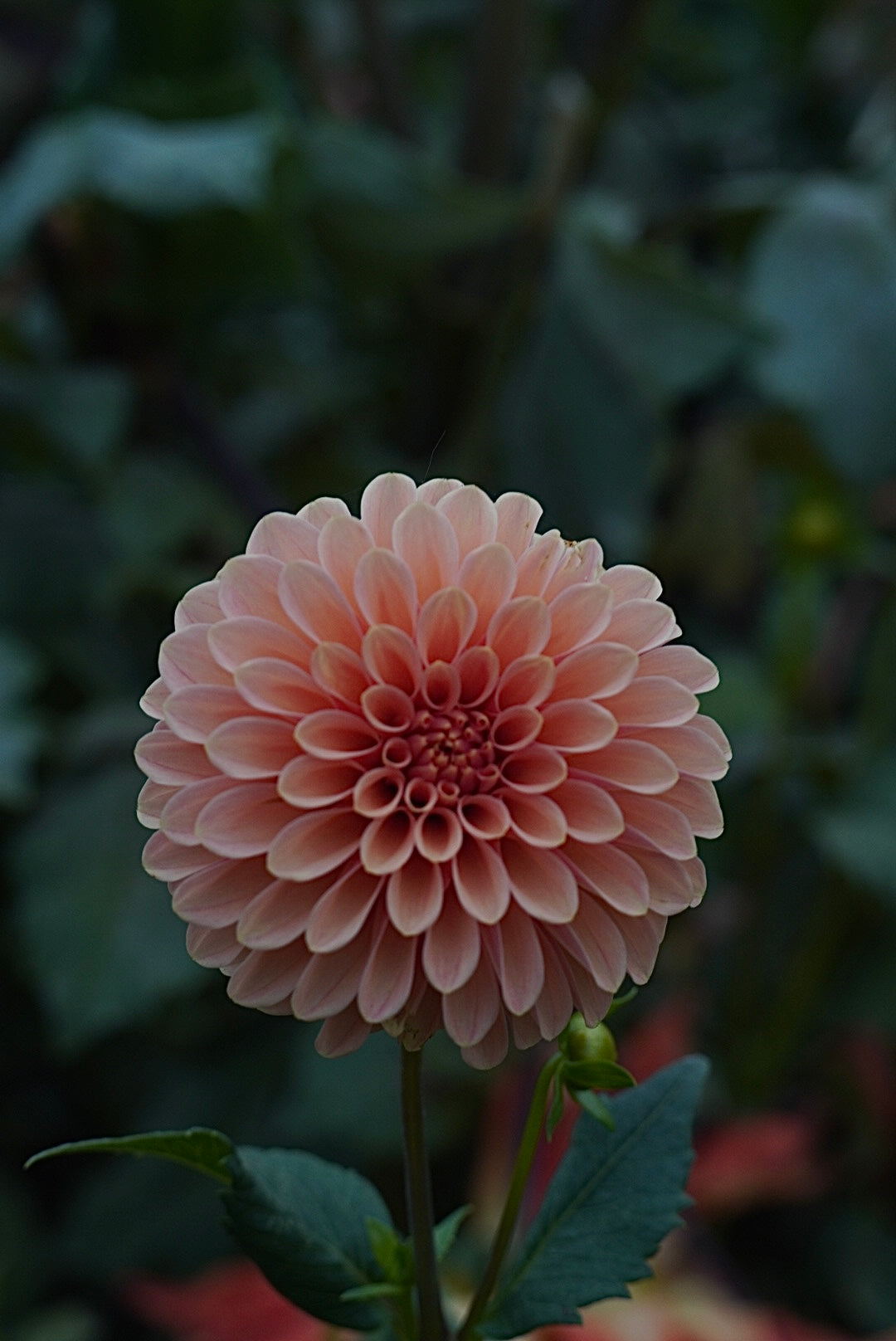 Rose Toscano