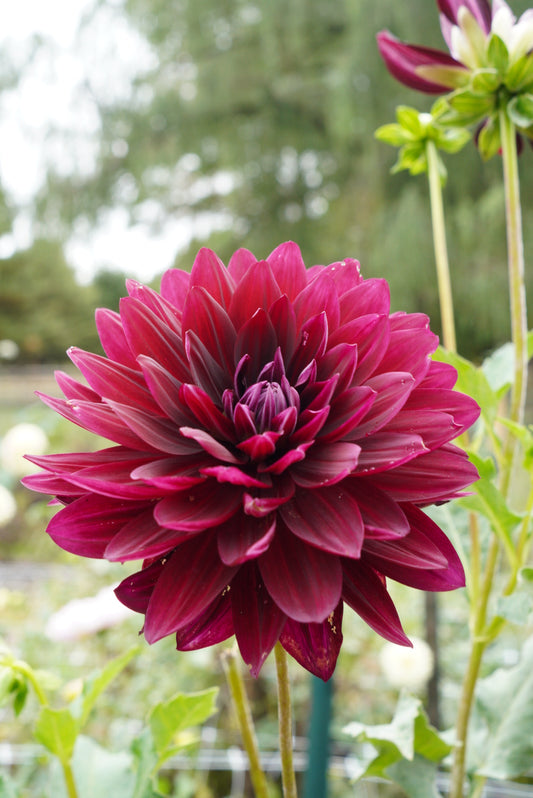 Hollyhill Black Widow