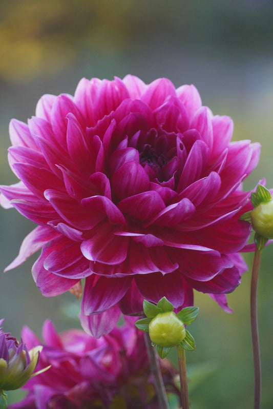 Hollyhill Pandora - not great looking tuber hence the price reduction