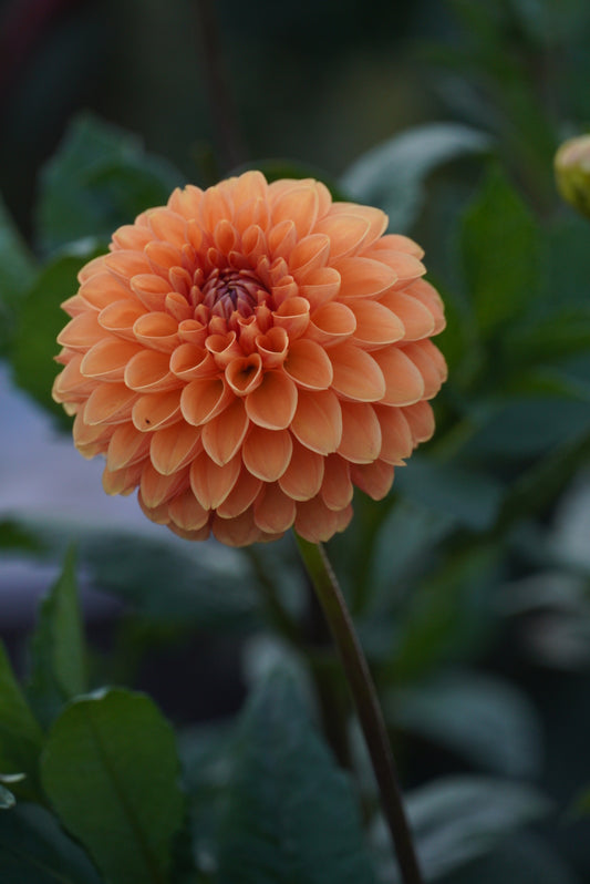 Sylvia / Maarn