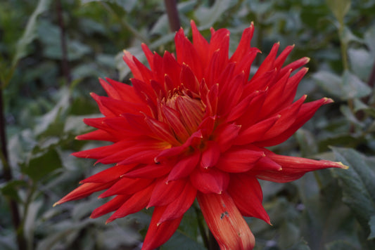 Wyn’s Cinnabar