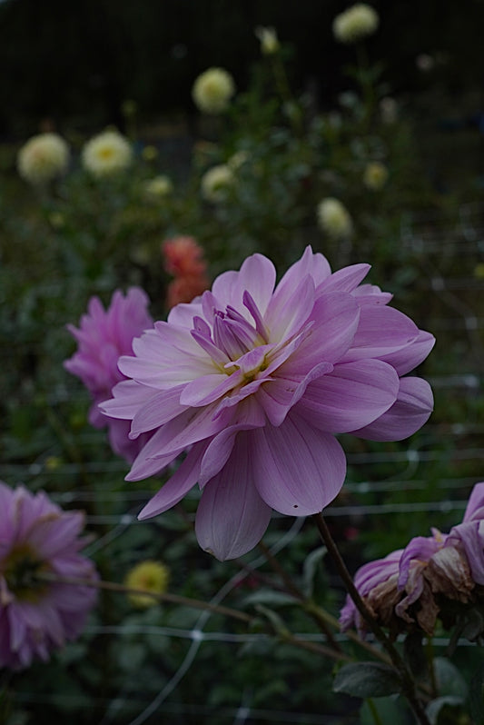Sandia Shomei