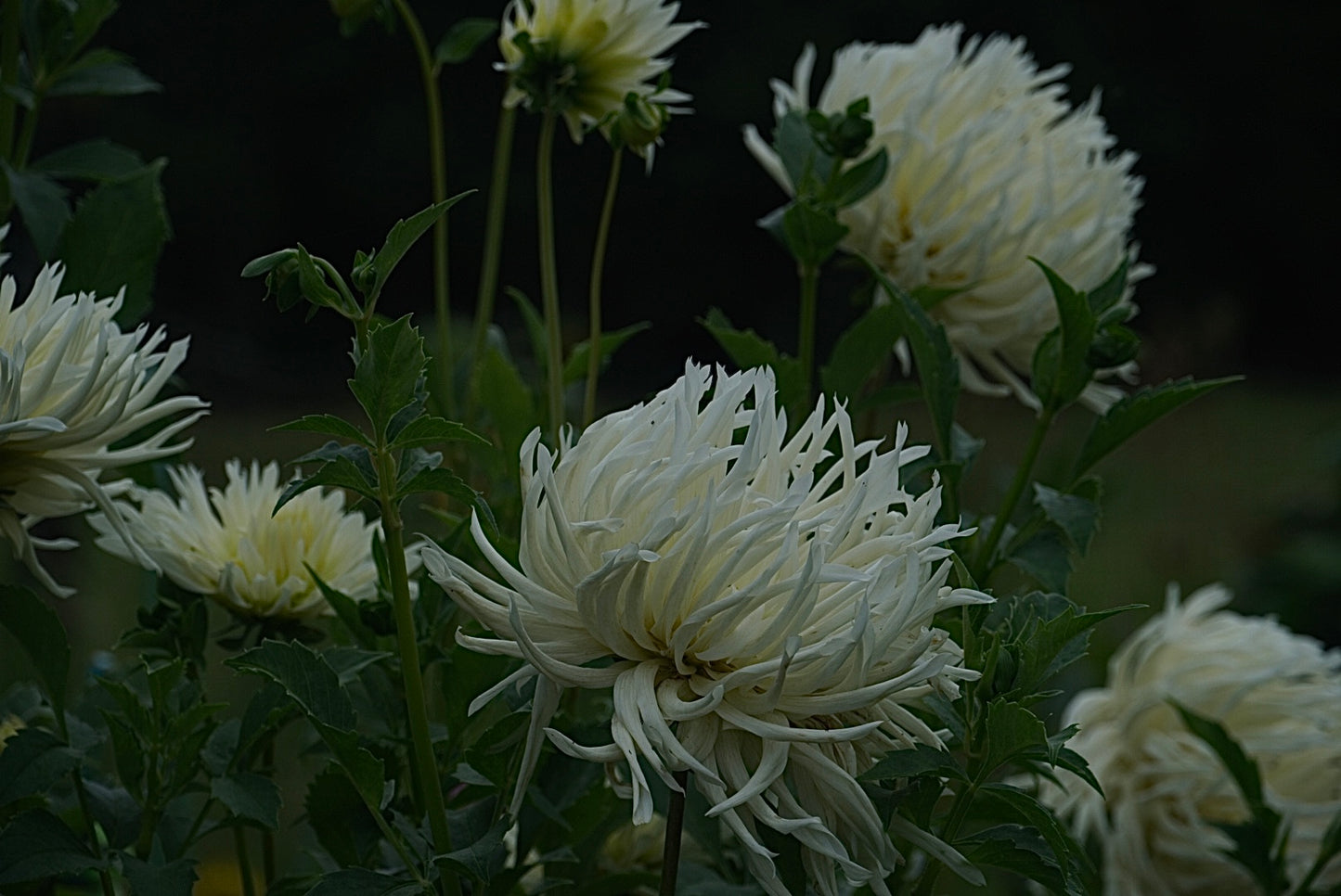 Snoho Storm