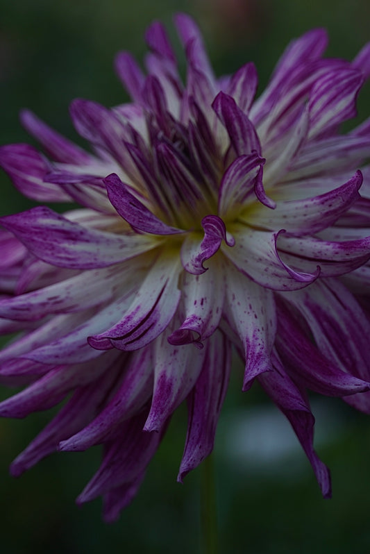 Hollyhill Exotica