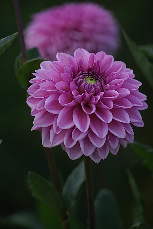 Pink Sylvia