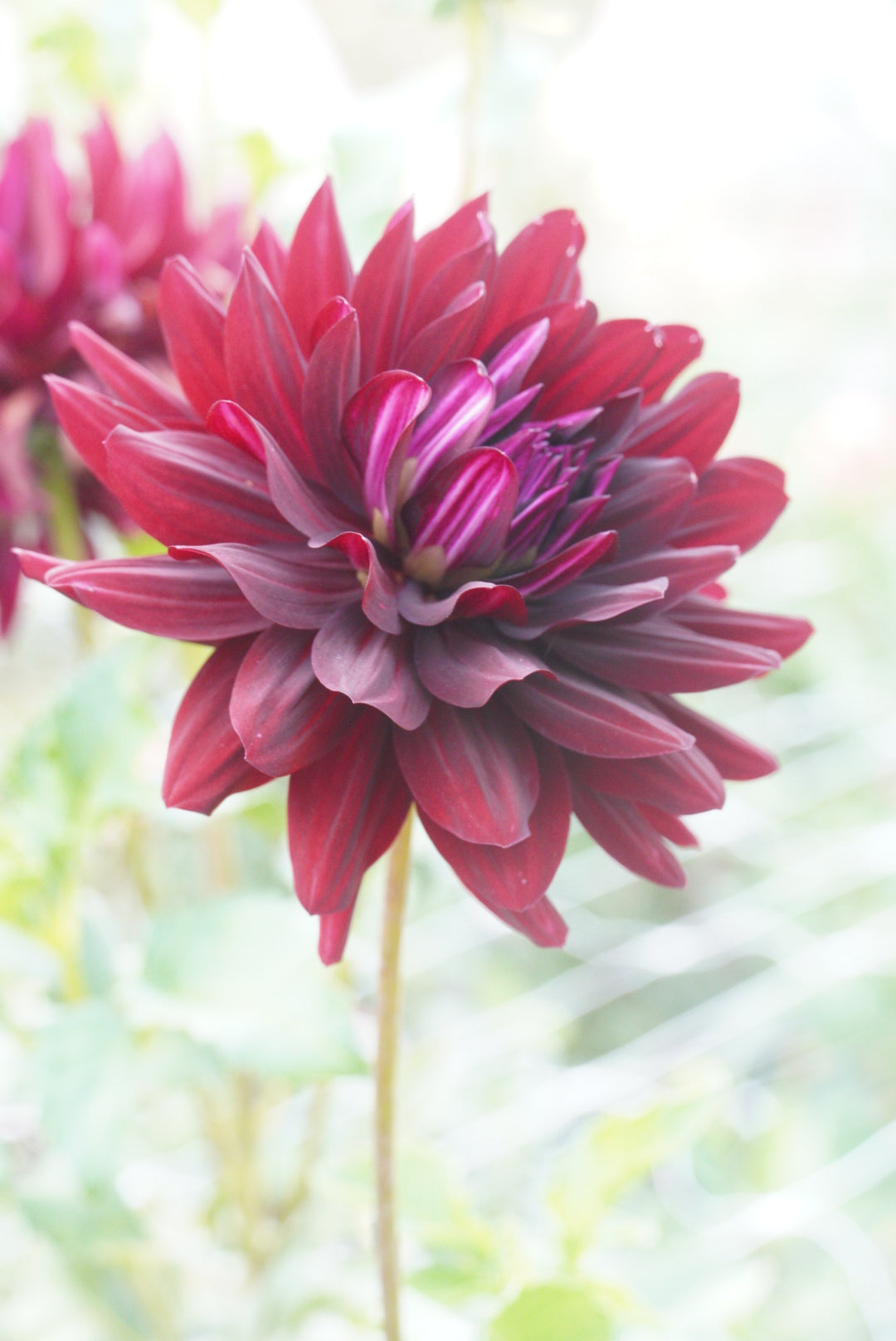 Hollyhill Black Beauty