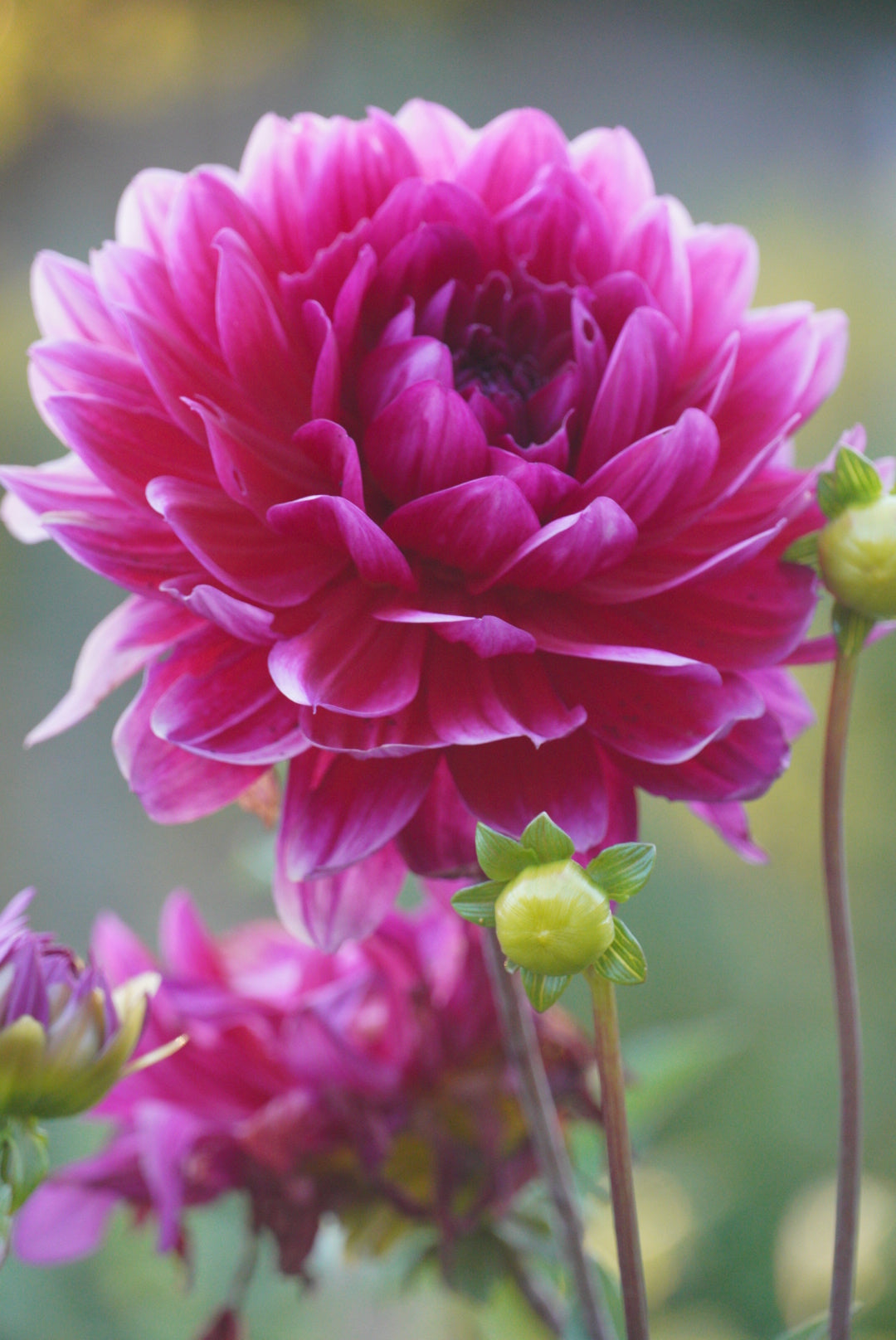 Hollyhill Pandora - not great looking tuber hence the price reduction