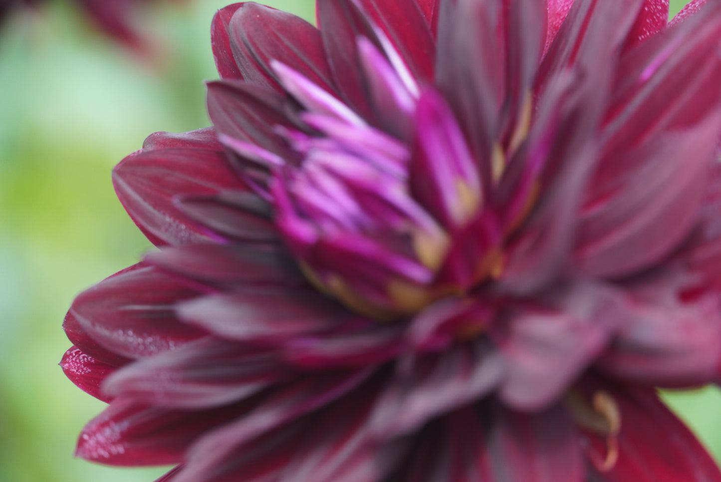 Hollyhill Black Beauty