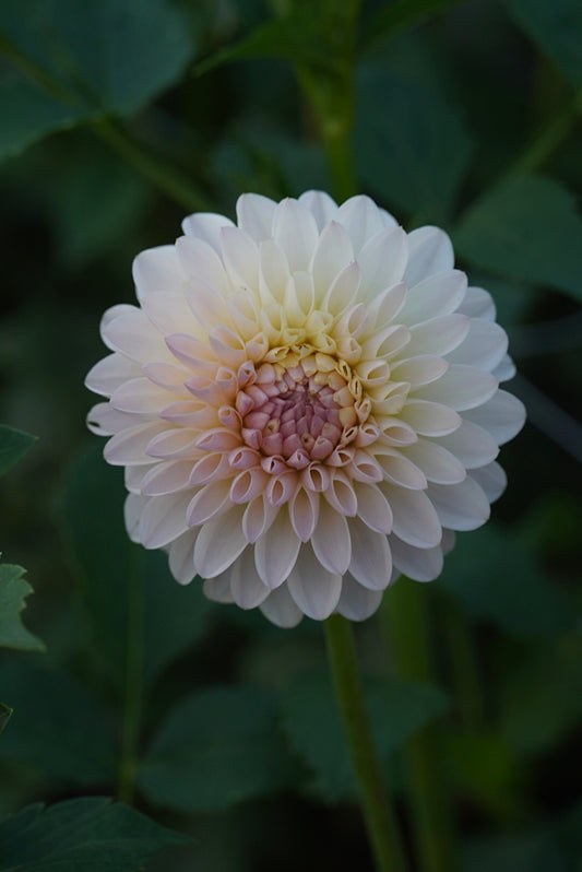 Tahoma Stellar Feller