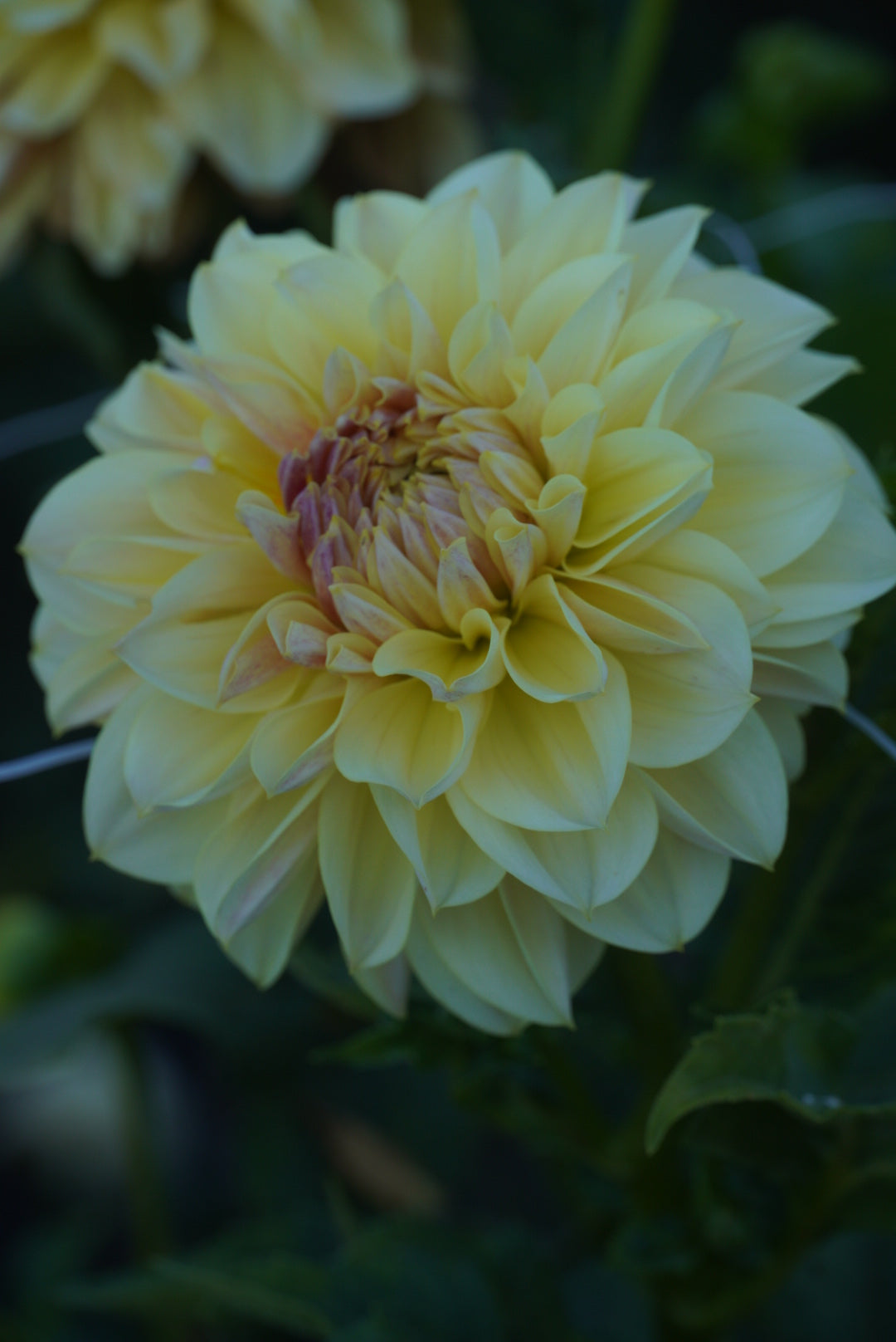 LTF Lemon Blush - LIMIT ONE