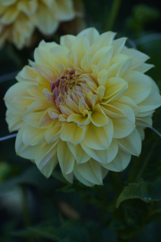 LTF Lemon Blush - LIMIT ONE