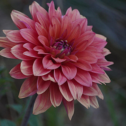 American Dawn