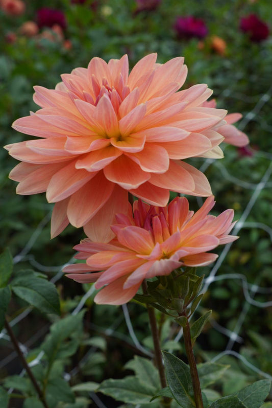 Apricot Desire