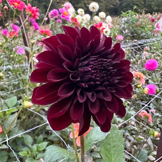 KH Black Capps
