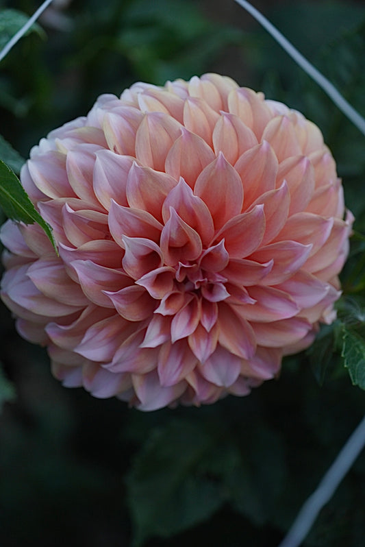 Peaches and Cream