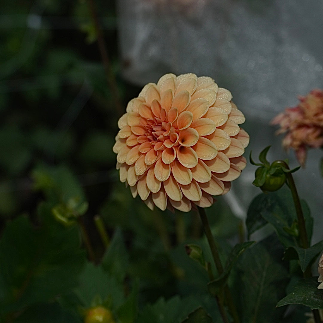Rose Toscano